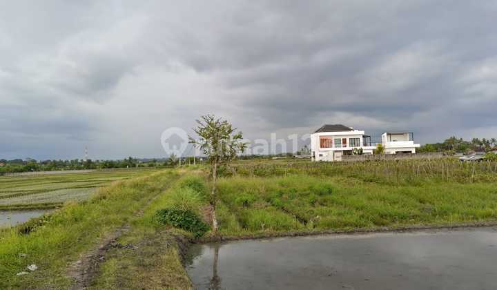 For Sale Land with Views of Rice Fields, Mountains, and Sea in Tabanan Bali For Sale Land with Views of Rice Fields, Mountains, and Sea in Tabanan Bali