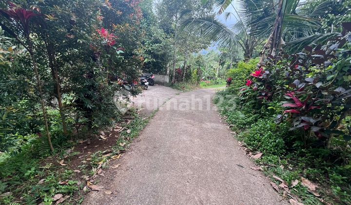 Small Garden Land with Durian Trees in Tabanan, Bali Small Garden Land with Durian Trees in Tabanan, Bali