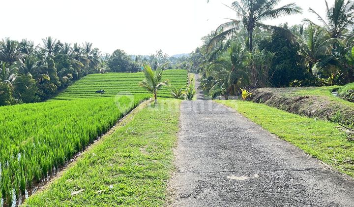 Tanah Sawah View Gunung Dan Laut Di Tabanan Bali