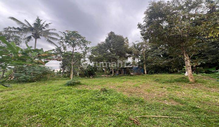 Tanah Kebun Durian Dan Alputakat View Sawah Gunung Di Tabanan Bali. 1