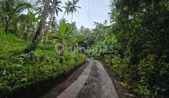 Dijual Tanah Kebun Durian dan Aneka Buah Lainnya di Tabanan Bali Dijual Tanah Kebun Durian dan Aneka Buah Lainnya di Tabanan Bali