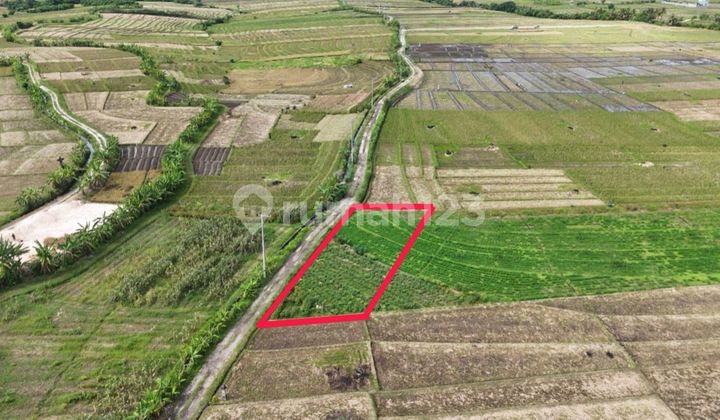 For Sale Land Area 550 M² 3 Minutes to the Beach in Kerambitan Tabanan Bali For Sale Land Area 550 M² 3 Minutes to the Beach in Kerambitan Tabanan Bali