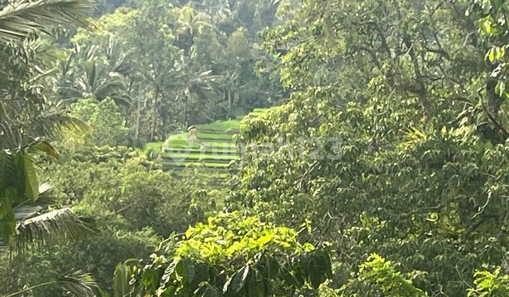 For Sale: Garden View Land with Rice Fields, Mountain Views, River, Tabanan Bali For Sale: Garden View Land with Rice Fields, Mountain Views, River, Tabanan Bali