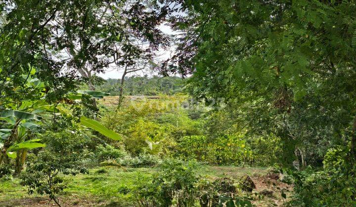 Tanah Kebun Dekat Pantai View Sawah Los Sungai Di Tabanan Bali. 2