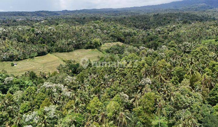 Jual Tanah Luas 5 Are View Sawah Murah Di Tabanan Bali 2