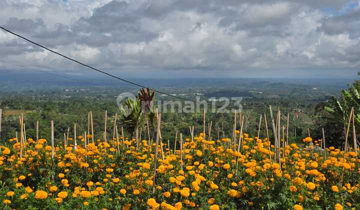 For Sale Land Mountain View Lembahaea Tourism Bedugul For Sale Land Mountain View Lembahaea Tourism Bedugul