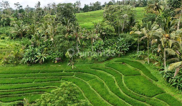 Jual Tanah View Sawah Cantik Murah Di Tabanan Bali 1