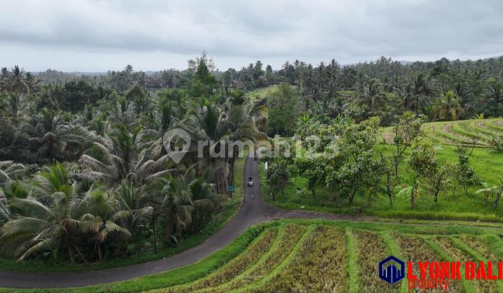 Just Rice Fields and Gardens by the Roadside in Hotmik Subdistrict, Tabanan, Bali Just Rice Fields and Gardens by the Roadside in Hotmik Subdistrict, Tabanan, Bali