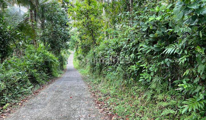 Tanah Kebun Hook Jalan Contour Datar Di Tabanan Bali.  1