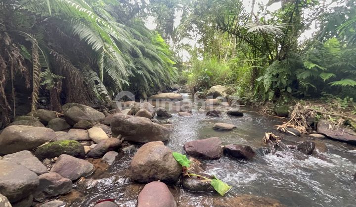 For Sale: Garden View Land with Rice Fields, Mountain Views, River, Tabanan Bali For Sale: Garden View Land with Rice Fields, Mountain Views, River, Tabanan Bali