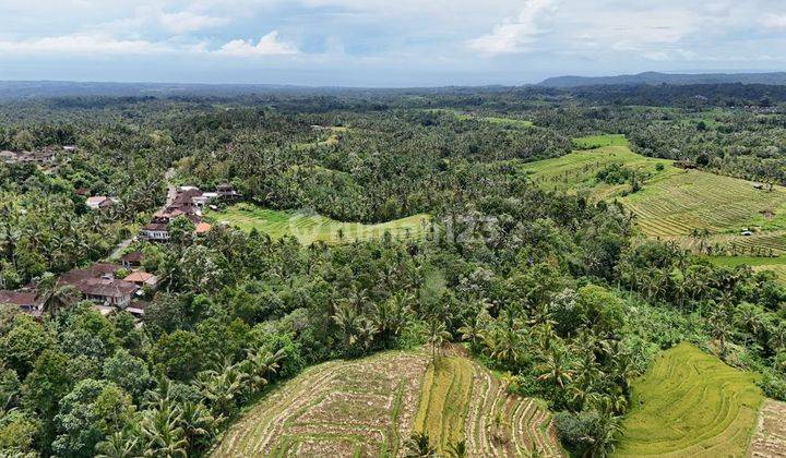 Jual Tanah Luas 5 Are View Sawah Murah Di Tabanan Bali 1