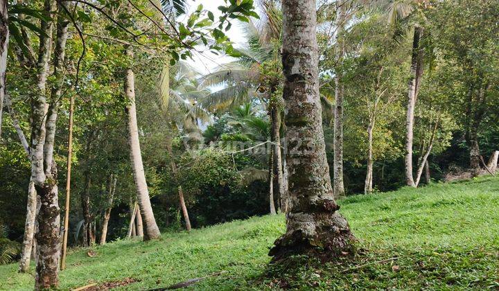 Small Large Garden Land with View of Rice Fields and Valleys in Tabanan Bali. 2