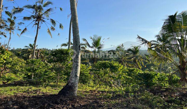 Tanah Kebun View Gunung Cantik Dekat Jalan Utama Murah Di Tabanan Bali. 2