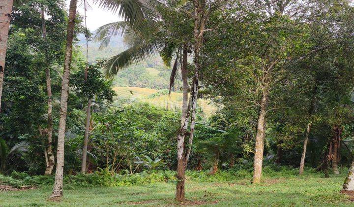 Small Large Garden Land with View of Rice Fields and Valleys in Tabanan Bali. 1