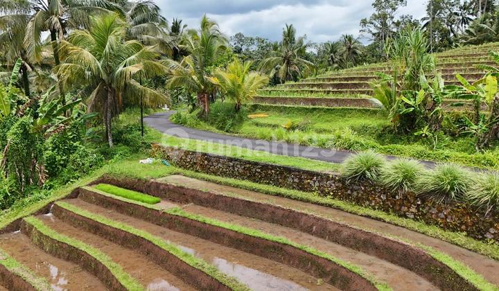 Tanah Sawah Strategis Pinggir Jalan Kabupaten di Tabanan Bali