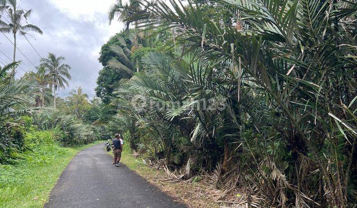 Di Jual Tanah Kebun Buah Area Villa Di Tabanan Bali 1