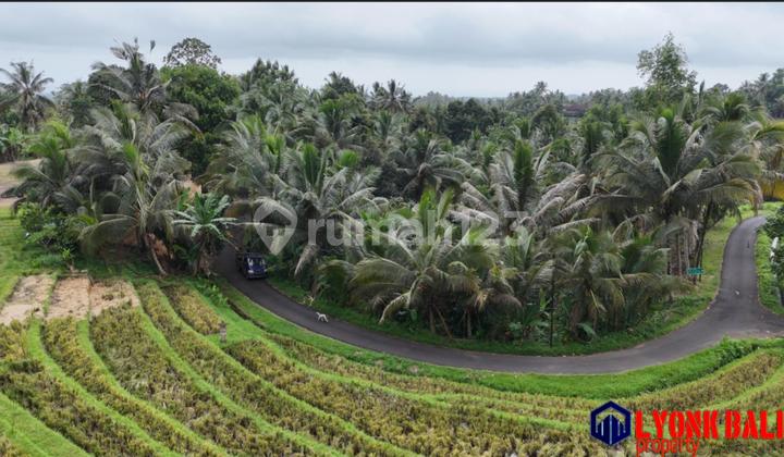 Just Rice Fields and Gardens by the Roadside in Hotmik Subdistrict, Tabanan, Bali Just Rice Fields and Gardens by the Roadside in Hotmik Subdistrict, Tabanan, Bali