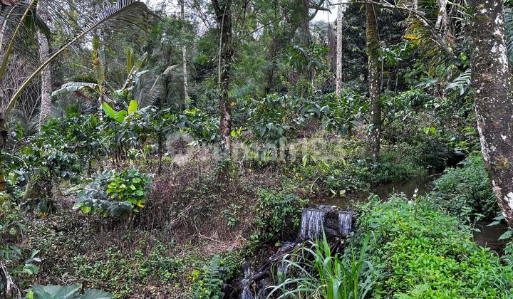 Jual Tanah Kebun Murah View Sawah Los Sungai Di Tabanan Bali 2