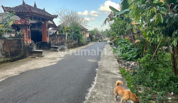 Jual Tanah Kebun Murah Di Tabananabali