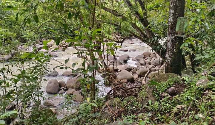 Jual Tanah Los Sungai Cantik Di Tabanan Bali