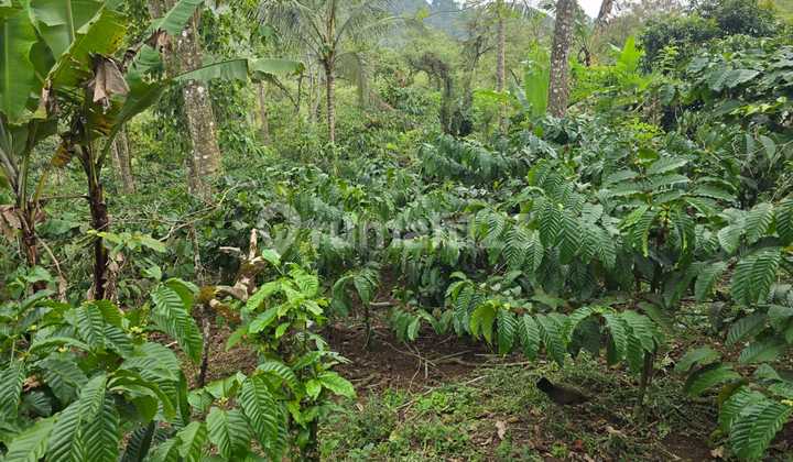 For Sale Coffee Garden Land