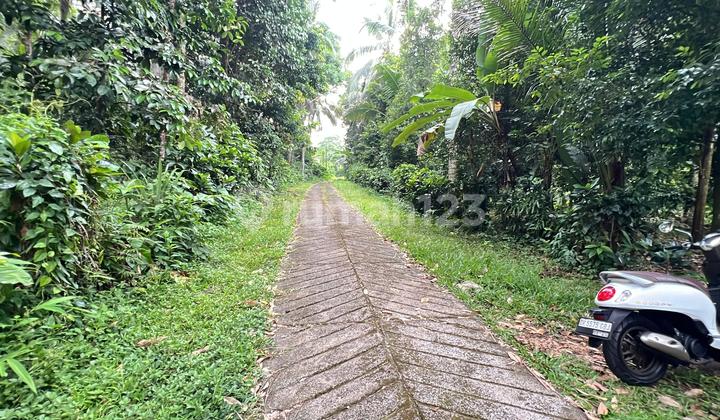 Tanah Kebun Produktif Isi Buah Countour Datar Tabanan Bali Tanah Kebun Produktif Isi Buah Countour Datar Tabanan Bali