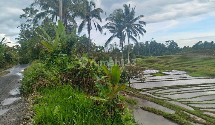 Selling Small Garden Land with Terraced Rice Field View in Tabanan Bali. 2