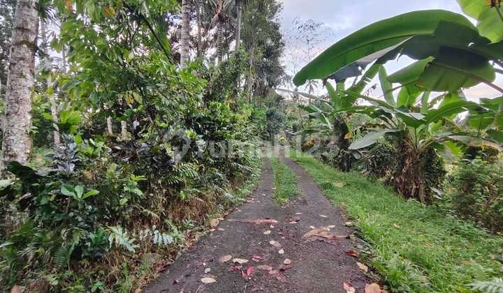 For Sale Rice Field View Land in Tabanan Bali