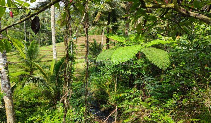 Tanah Kebun Luas Kecil View Sawah Los Sungai Di Tabanan Bali. 2