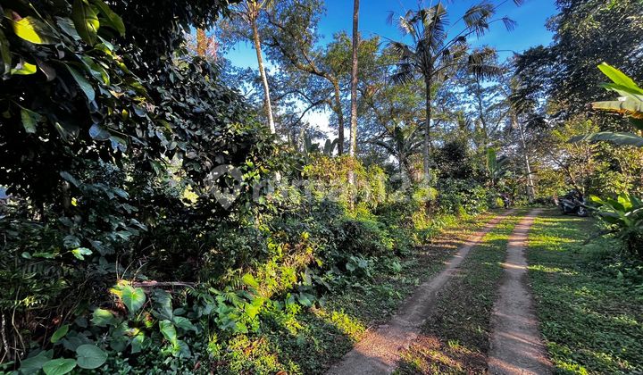 Jual Tanah Kebun Dan Sawah Murah Los Sungai Di Tabanan Bali 1