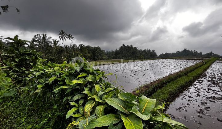 Jual Tanah Kebun Murah View Sawah Los Sungai Di Tabanan Bali 1