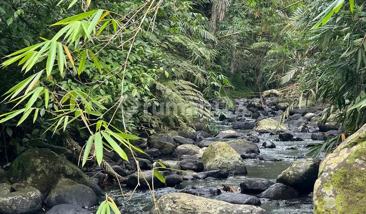 Jual Tanah Kebun Los Sungai Murah Di Tabanan Bali.