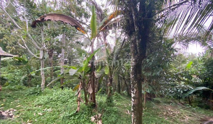 Los Sungai Lembah Indah Fruit Orchard Land in Tabanan Bali. 2