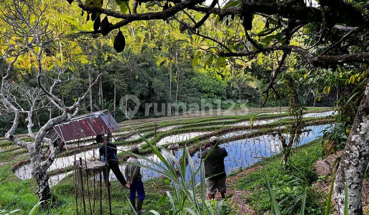 Jual Tanah Kebun Dan Sawah Murah Los Sungai Di Tabanan Bali 2