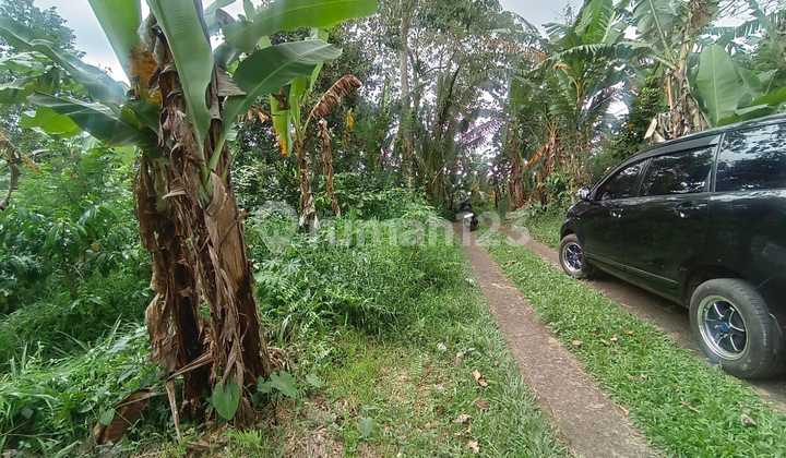 Jual Tanah Kebun Kopi Murah Di Tabanan Bali. 2