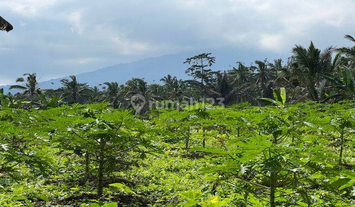 Flat Contour Durian Garden Land with Mountain View in Tabanan Bali 1