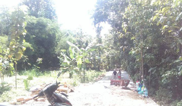 Dekat Brimob Sentolo Tanah Murah 1 Jt an m  3