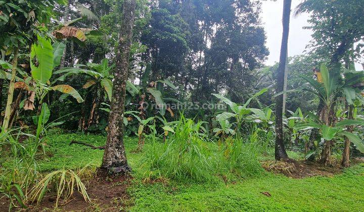 Di Jual 1000m Persegi Tanah Shm, 255 Juta Per Are Keliki Ubud  2