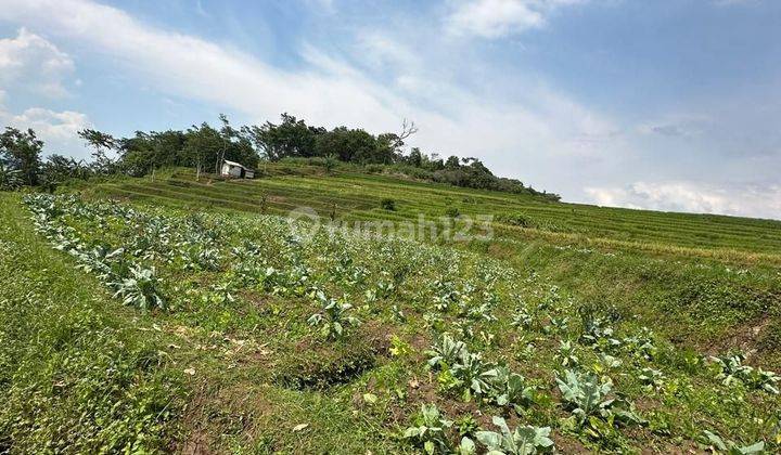 Tanah Sawah di pinggir jalan di jual di Bayongbong Garut 600 tumbak 2