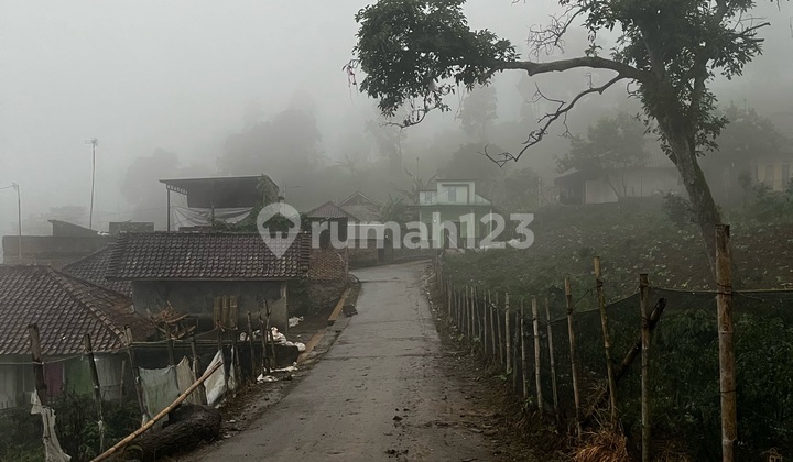 Investasi Kebun Kopi di Garut! Jual Kebun Kopi Arabika Premium