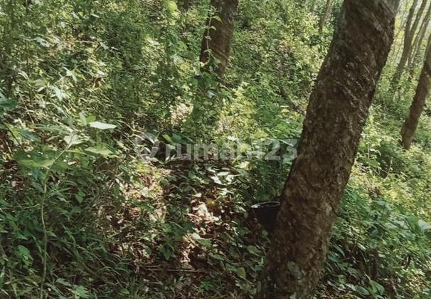 Jual Kebun Karet Sudah Siap Produksi di Pameungpeuk Garut Jual Kebun Karet Sudah Siap Produksi di Pameungpeuk Garut