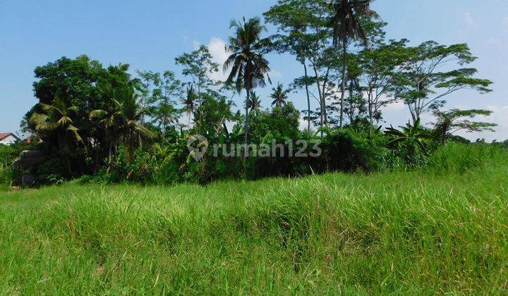 Land in Jalan Ngurah Beng Cepaka, Tabanan 805 m2 View Sawah  1