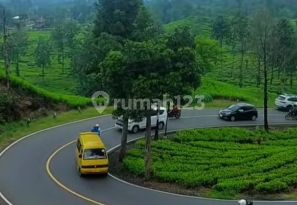 Tanah Murmer di Rancabali Ciwidey Tanah Murmer di Rancabali Ciwidey