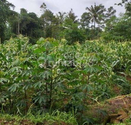 Tanah Luas Strategis Ada Kandang Ayam Nyalindung Sukabumi 2