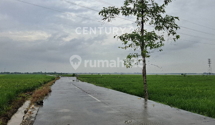 Tanah Sawah Zona Industri Lt 61.582M² Lokasi Strategis Karawang Barat