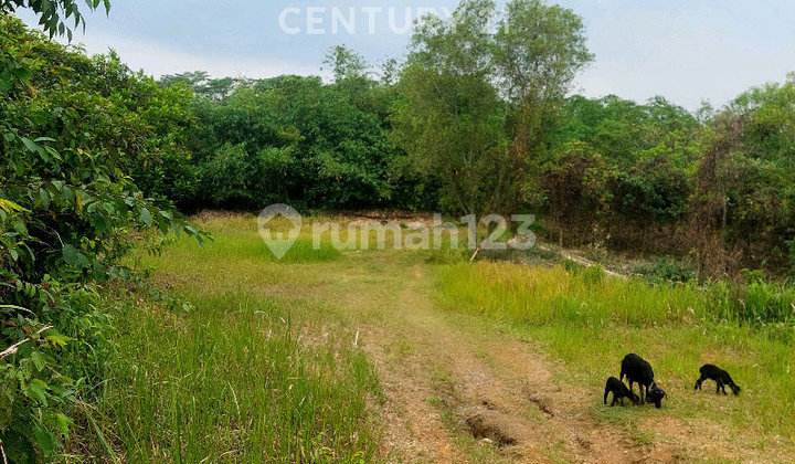 Dijual Cepat : Tanah 16.537M² di Curug Cigentis Loji Karawang Dijual Cepat : Tanah 16.537M² di Curug Cigentis Loji Karawang