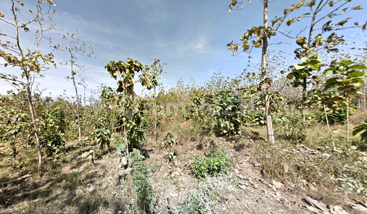 Tanah Hutan 1,5 ha di Darurejo, Plandaan Jombang