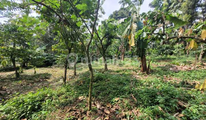 Tanah SHM Aset Lelang di Panglungan Wonosalam