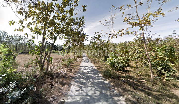 Tanah Hutan 1,5 ha di Darurejo, Plandaan Jombang