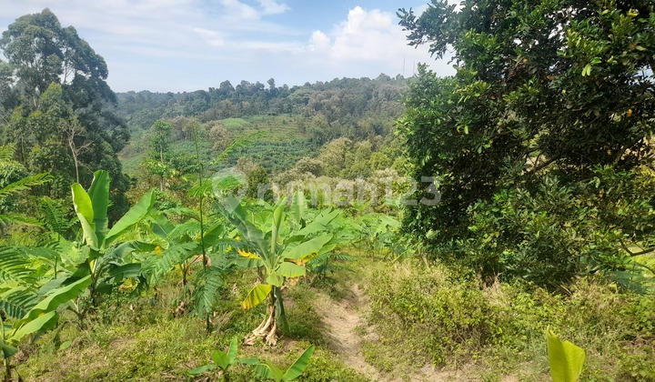 Tanah Kebun 2,5 Ha SHM di Wonokerto Wonosalam Jombang
